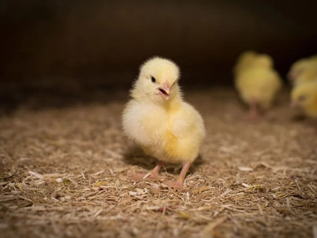 Chick on bedding Chick on bedding