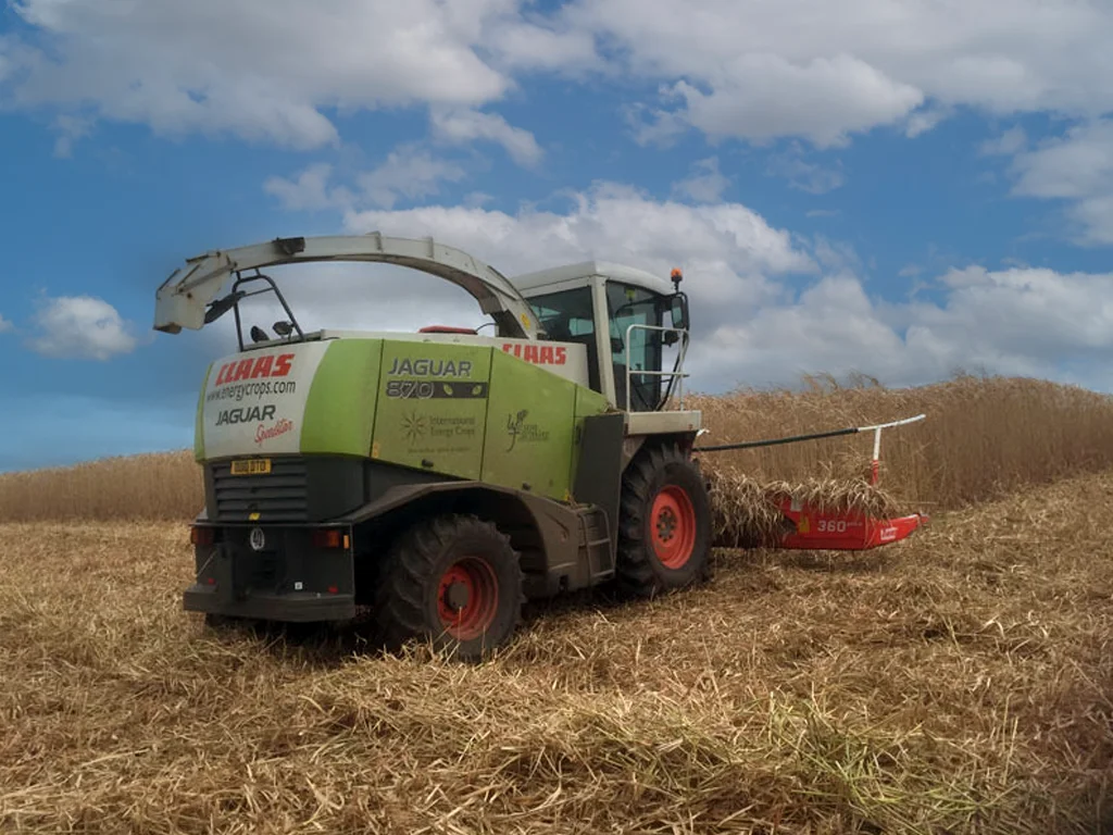 Miscanthus Crop