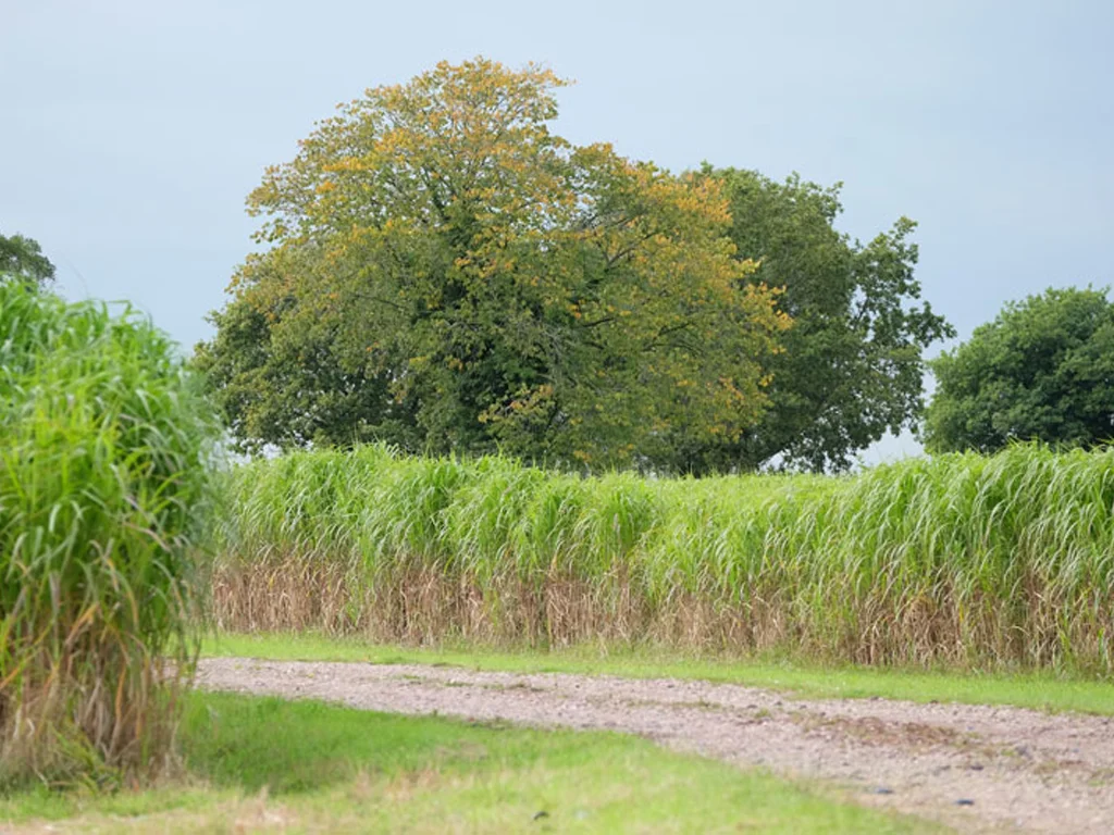 Miscanthus Crop